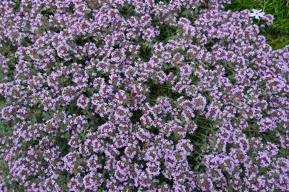 woolly-thyme